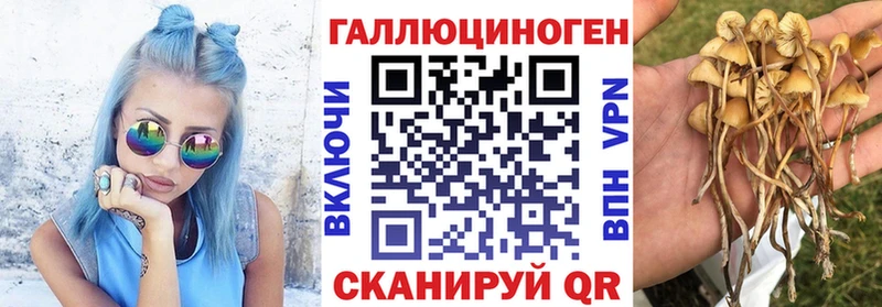 Псилоцибиновые грибы Psilocybe  Купить  Вичуга 